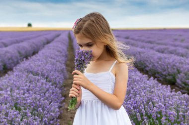 Çiçekli lavanta tarlasında küçük bir kızın portresi, bir demet lavanta tutuyor ve aromasının tadını çıkarıyor.