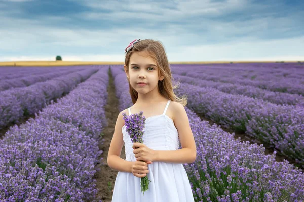 Portret Van Een Klein Meisje Een Bloeiend Lavendelveld Met Een — Stockfoto