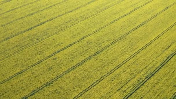 Drohnen Ansicht Des Gelben Rapsfeldes Blühendes Rapsfeld Mit Streifen Leuchtend — Stockvideo