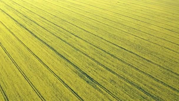 Vista Aérea Drone Campo Canola Amarelo Campo Colza Florescente Com — Vídeo de Stock