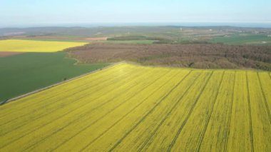 Sarı kanola alanının hava aracı görüntüsü. Parlak sarı tecavüz şeritleriyle çiçek açan kolza tohumu tarlası. 