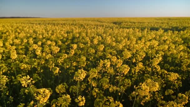 Primer Plano Flores Amarillas Canola Colza Flor Hora Dorada Antes — Vídeo de stock
