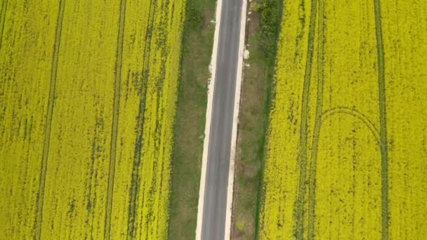 Vedere Aeriană Câmpului Canola Galbenă Câmp Înfloritor Rapiță Drumuri Mașini — Videoclip de stoc