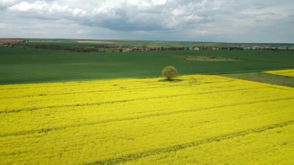Luftaufnahme Eines Gelben Rapsfeldes Der Nähe Eines Grünen Weizenfeldes Blühendes — Stockvideo