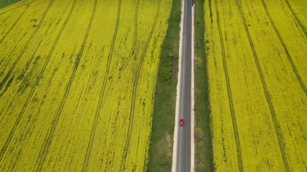 Letecký Pohled Žluté Kanolové Pole Kvetoucí Řepkové Pole Silnicemi Auty — Stock video