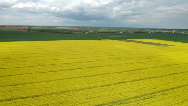 Letecký Pohled Žluté Kanolové Pole Poblíž Pole Zelené Pšenice Kvetoucí — Stock video