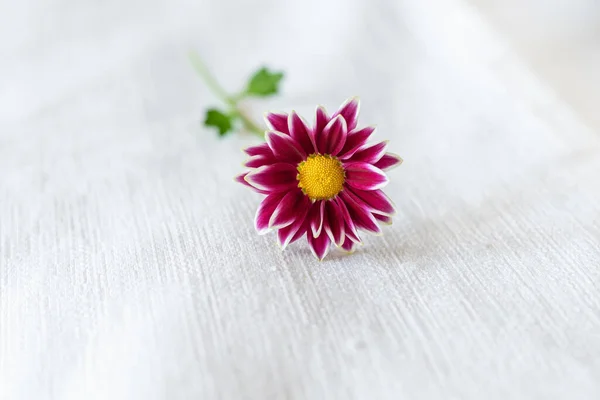 Zblízka Pohled Krásné Fialové Sedmikrásky Květiny Bílém Pozadí — Stock fotografie