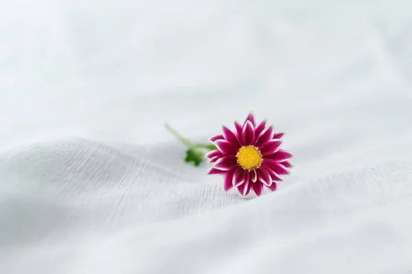 Close View Beautiful Purple Daisy Flower White Background — Stock Photo, Image