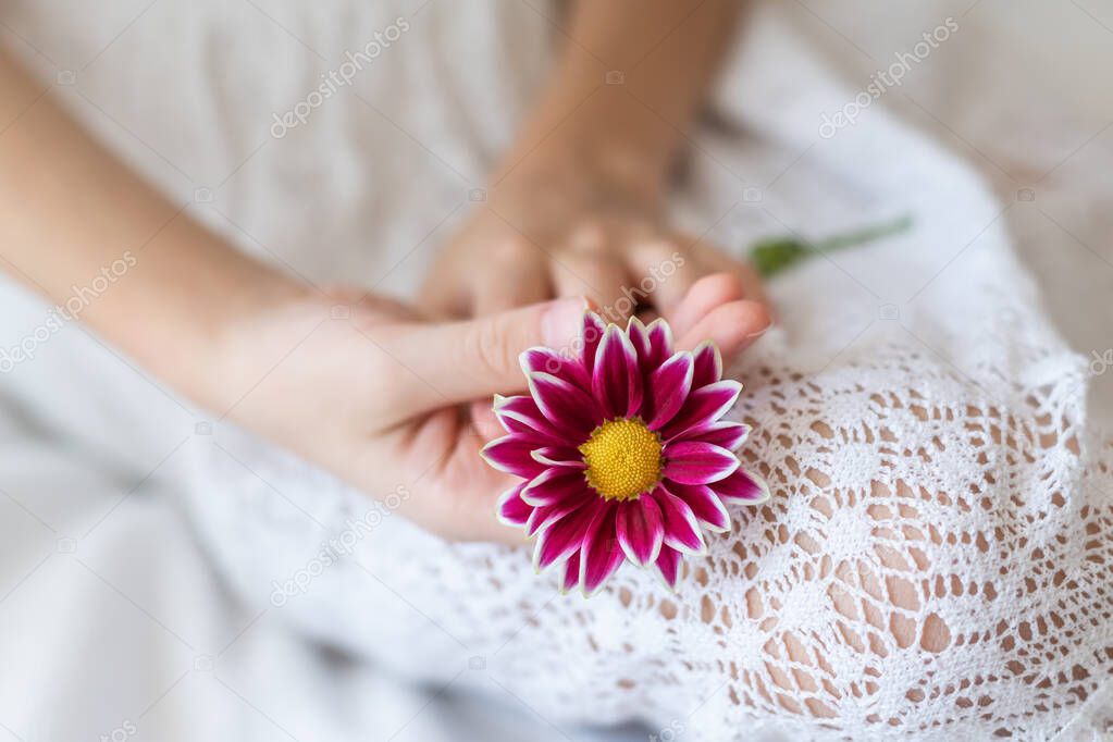 Close up view of a beautiful purple daisy flower in a little girl hands on a defocused white background