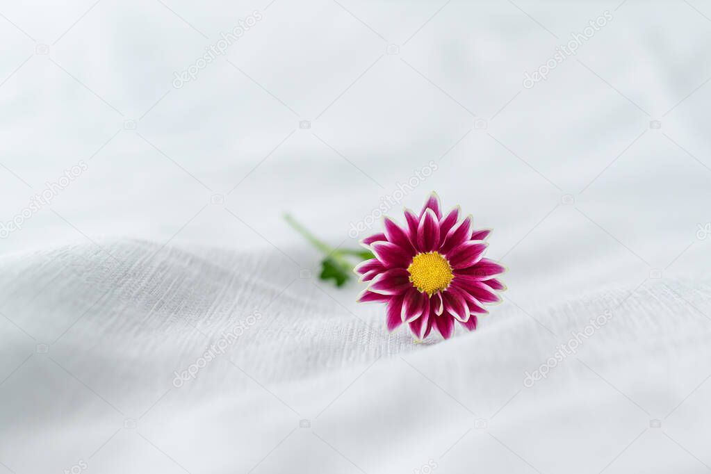 Close up view of a beautiful purple daisy flower on a white background