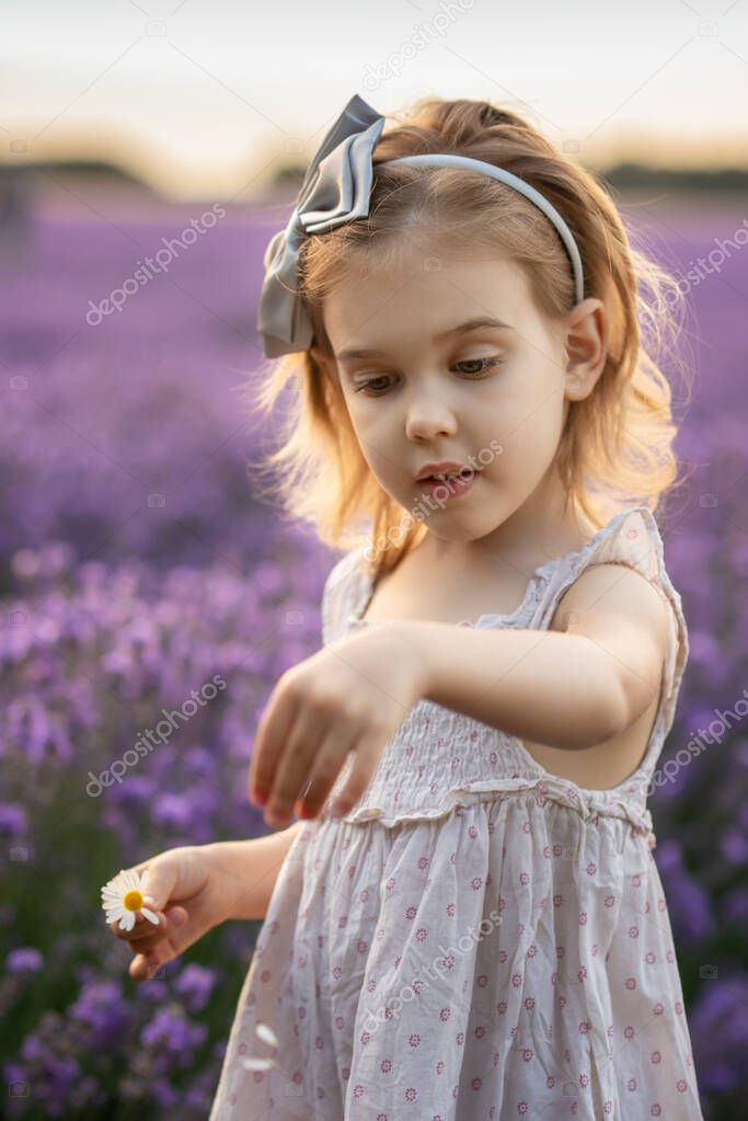 Portrait of a pretty little girl playing with daisies among fully blooming field of lavender