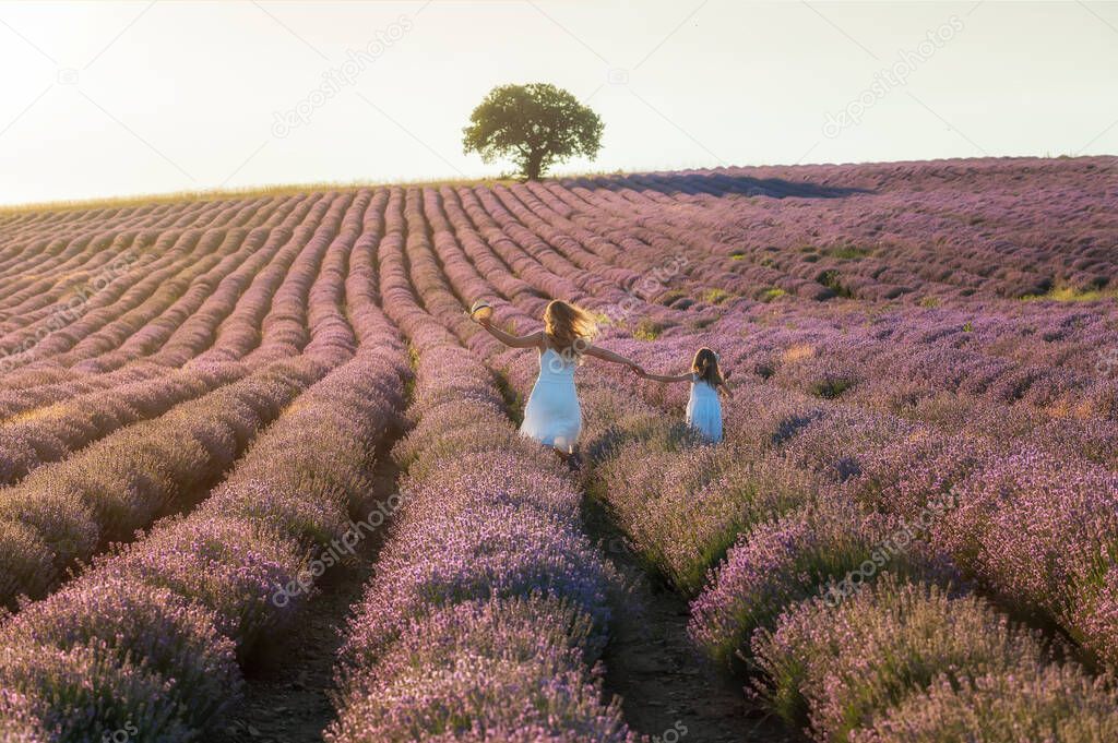 Rear view of mother with her daughter in  white dresses, running between rows of blooming lavender field at golden hour before sunset