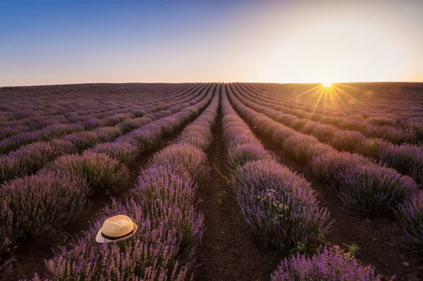 Stunning View Beautiful Lavender Field Sunset — Stock Photo, Image