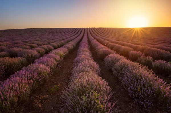 Fantastisk Utsikt Med Vacker Lavendel Fält Och Sol Gömmer Sig — Stockfoto