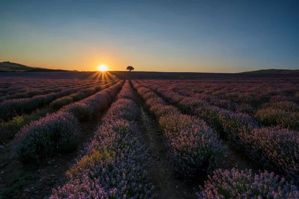 Increíble Vista Con Hermoso Campo Lavanda Con Rayos Sol Árbol — Foto de Stock