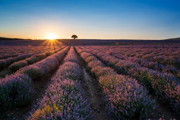 Amazing View Beautiful Lavender Field Sun Beams Lonely Tree Sunset — Stock Photo, Image