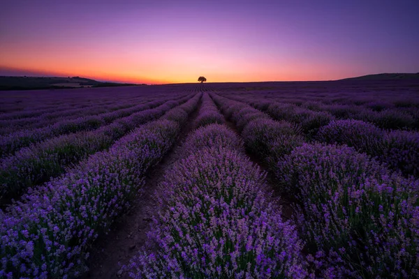 Stunning View Beautiful Lavender Field Blue Hour Sunset — Stock Photo, Image