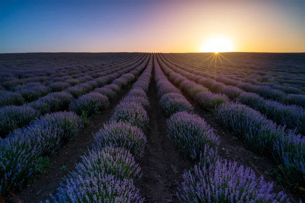 Fantastisk Utsikt Med Ett Vackert Lavendelfält Vid Solnedgången — Stockfoto