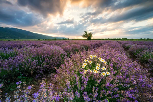 Ohromující Pohled Krásným Levandulovým Polem Při Východu Slunce — Stock fotografie