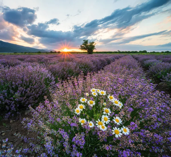 Superbe Vue Avec Beau Champ Lavande Lever Soleil — Photo