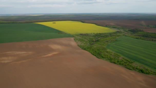 Αεροφωτογραφία Drone Όμορφη Αγροτική Περιοχή Κίτρινα Και Πράσινα Χωράφια Κραμβόσπορο — Αρχείο Βίντεο