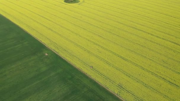 Vista Aérea Drone Com Bela Área Rural Com Campos Amarelos — Vídeo de Stock