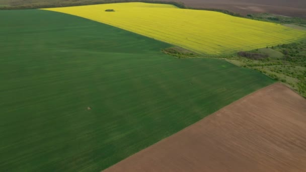 Letecký Bezpilotní Pohled Krásnou Venkovskou Oblastí Žlutými Zelenými Poli Řepkou — Stock video