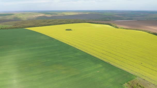 Vista Aérea Drone Com Bela Área Rural Com Campos Amarelos — Vídeo de Stock