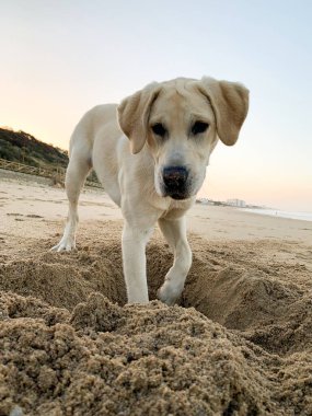 Labrador sahilde oynuyor..