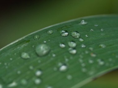 Yeşil yapraklı bir makroda şeffaf yağmur suyu damlaları. Sabahları çiy damlaları güneşte parlar. Güzel yaprak dokusu. Doğal konsept.