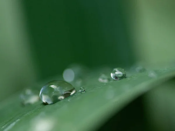 Hermosas Gotas Agua Lluvia Transparente Una Macro Hoja Verde Gotas — Foto de Stock