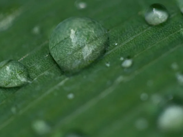 Όμορφες Σταγόνες Διάφανο Νερό Βροχής Ένα Πράσινο Φύλλο Μακροεντολή Σταγόνες — Φωτογραφία Αρχείου