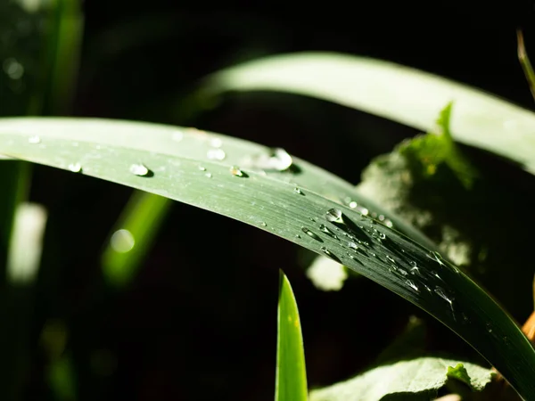 Όμορφες Σταγόνες Διάφανο Νερό Βροχής Ένα Πράσινο Φύλλο Μακροεντολή Σταγόνες — Φωτογραφία Αρχείου