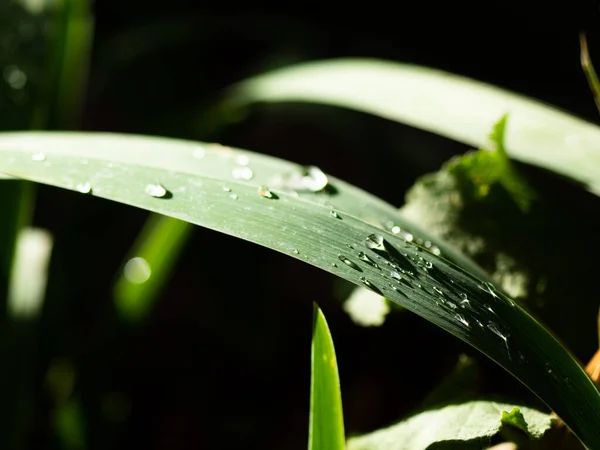 Hermosas Gotas Agua Lluvia Transparente Una Macro Hoja Verde Gotas — Foto de Stock