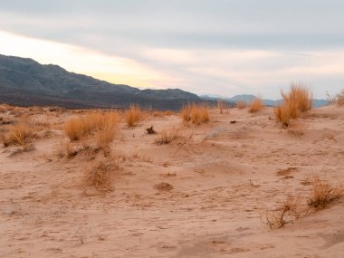 Güneşli bir günde Mojave tatlısı..