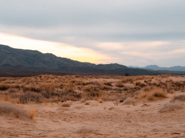Güneşli bir günde Mojave tatlısı..