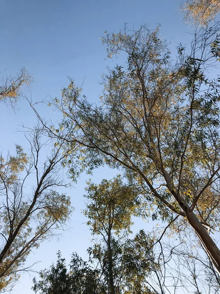 Возвышенный Вид Через Тропы Деревьев Королевского Пути — стоковое фото