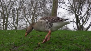 4 bin. Ultra HD. Londra, İngiltere 'deki yerel bir parkta ördekler otlarla geziyor ve besleniyor. Bulutlu bir gün.