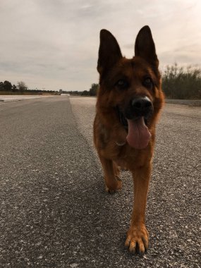 Alman çoban köpeği oynuyor. Köpekler..