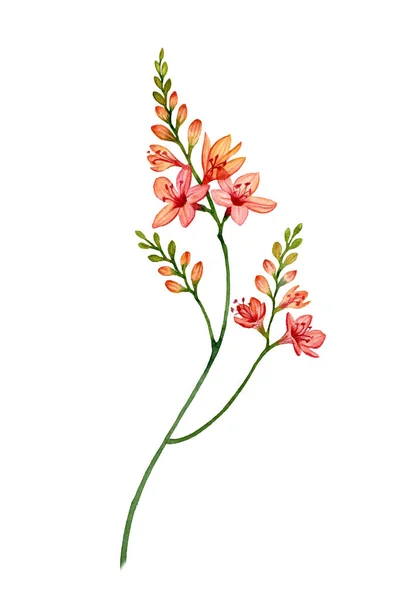 Aquarela Freesia planta em flor. Flor tropical colorida isolada sobre branco. Ilustração floral botânica para design de casamento, cosméticos, publicidade — Fotografia de Stock