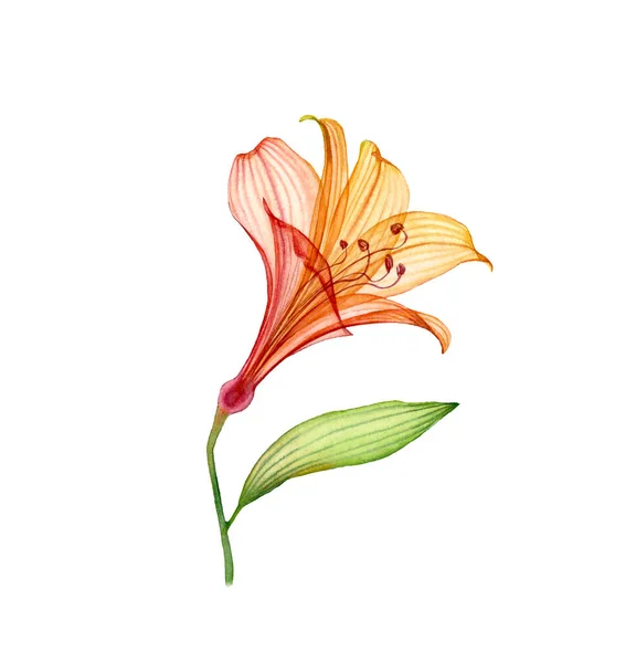 Acuarela Lily transparente. Colorida flor tropical aislada en blanco. Ilustración floral botánica para el diseño de bodas, cosméticos, publicidad —  Fotos de Stock
