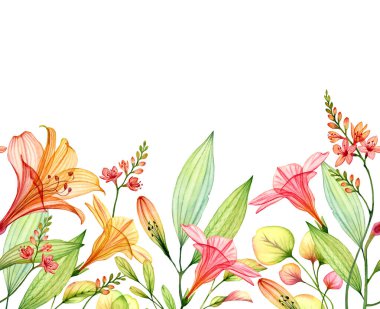 Kusursuz yatay sınır beyaza izole edilmiş. Suluboya şeffaf Lily, frezya, amber çiçeği ve yapraklı. Düğün tasarımı, duvar kağıtları, reklamlar için tropik botanik çiçekleri.