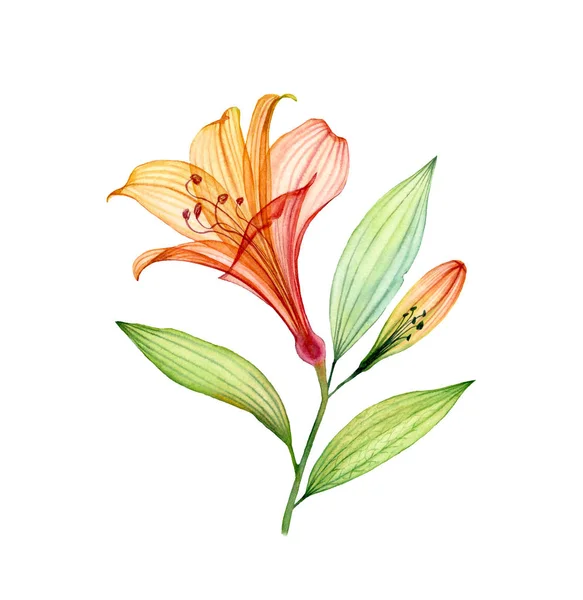 Lírio Transparente Aquarela. Flor tropical com pequeno broto isolado em branco. Ilustração floral botânica para design de casamento, cosméticos, publicidade — Fotografia de Stock