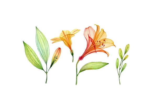 Conjunto aquarela de flor hibisco amarelo transparente, lírio e folhas. Coleção tropical colorida isolada em branco. Ilustração floral botânica para design de casamento, embalagem, publicidade — Fotografia de Stock