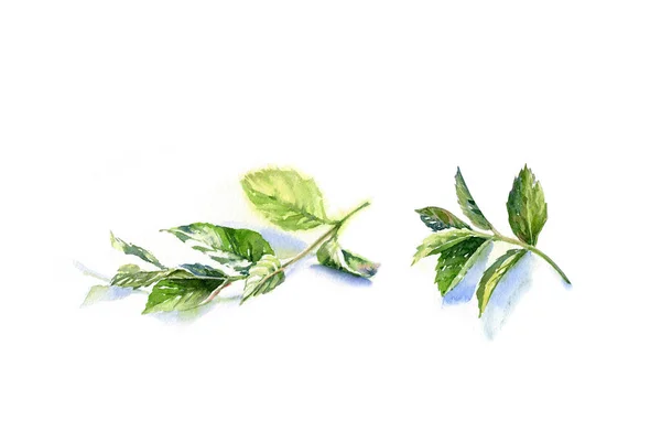 Bouquet de branches de menthe aquarelle. Illustration botanique dessinée à la main isolée sur blanc. Élément d'herbes réalistes pour recettes alimentaires, étiquettes, bannières — Photo