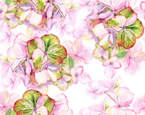 Рожевий акварельний безшовний візерунок Hydrangea. Великі деталізовані квіти з пастельно-зеленим кольором. Рука намальована квіткова ілюстрація на білому тлі для весільного дизайну, поверхні, текстилю, шпалер — стокове фото