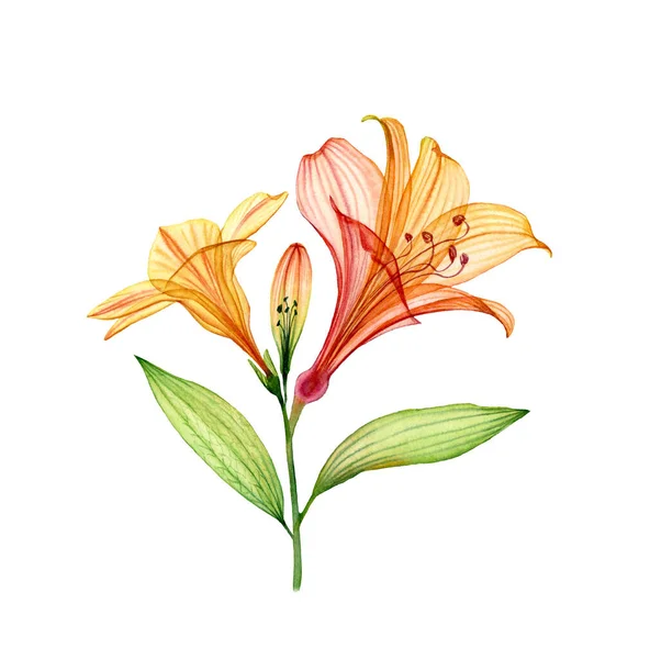 Aquarell-Lilienzweig mit Blüten und Knospen. farbenfrohe tropische Pflanze isoliert auf weiß. transparente florale Illustration für Hochzeitsdesign, Kosmetik, Werbung — Stockfoto