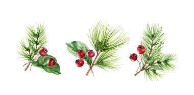 Beyaz arka planda çam dalları ve kırmızı böğürtlenli Noel buketleri. Yeni yılı kutlamak için suluboya çizimler, tebrik kartları, pankartlar, davetiyeler, takvimler.