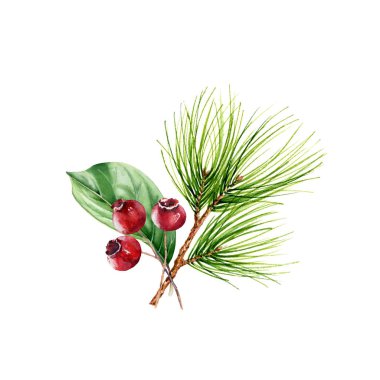 Yeşil çam dallı Noel buketi, beyaz arka planda izole edilmiş yaprak ve kırmızı böğürtlen. Yeni yılı kutlamak için suluboya illüstrasyon, tebrik kartları, afişler, davetiyeler, takvimler.