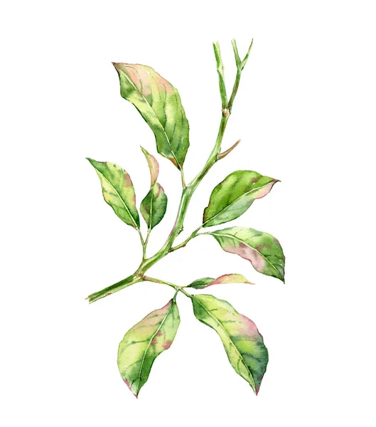 Akvarelově zelené listy na větvi. Citrusové stromy obchodní detailní ilustrace izolované na bílém. Realistický botanický ručně kreslený designový prvek pro balení, bannery — Stock fotografie
